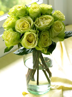 chartreuse_roses_1dz.jpg